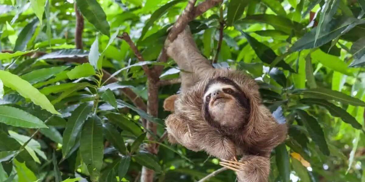 Sloths-Sanctuary-in-Panama